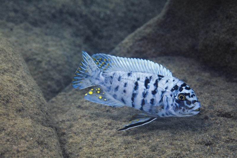 Maylandia zebra 'Mundola Point'